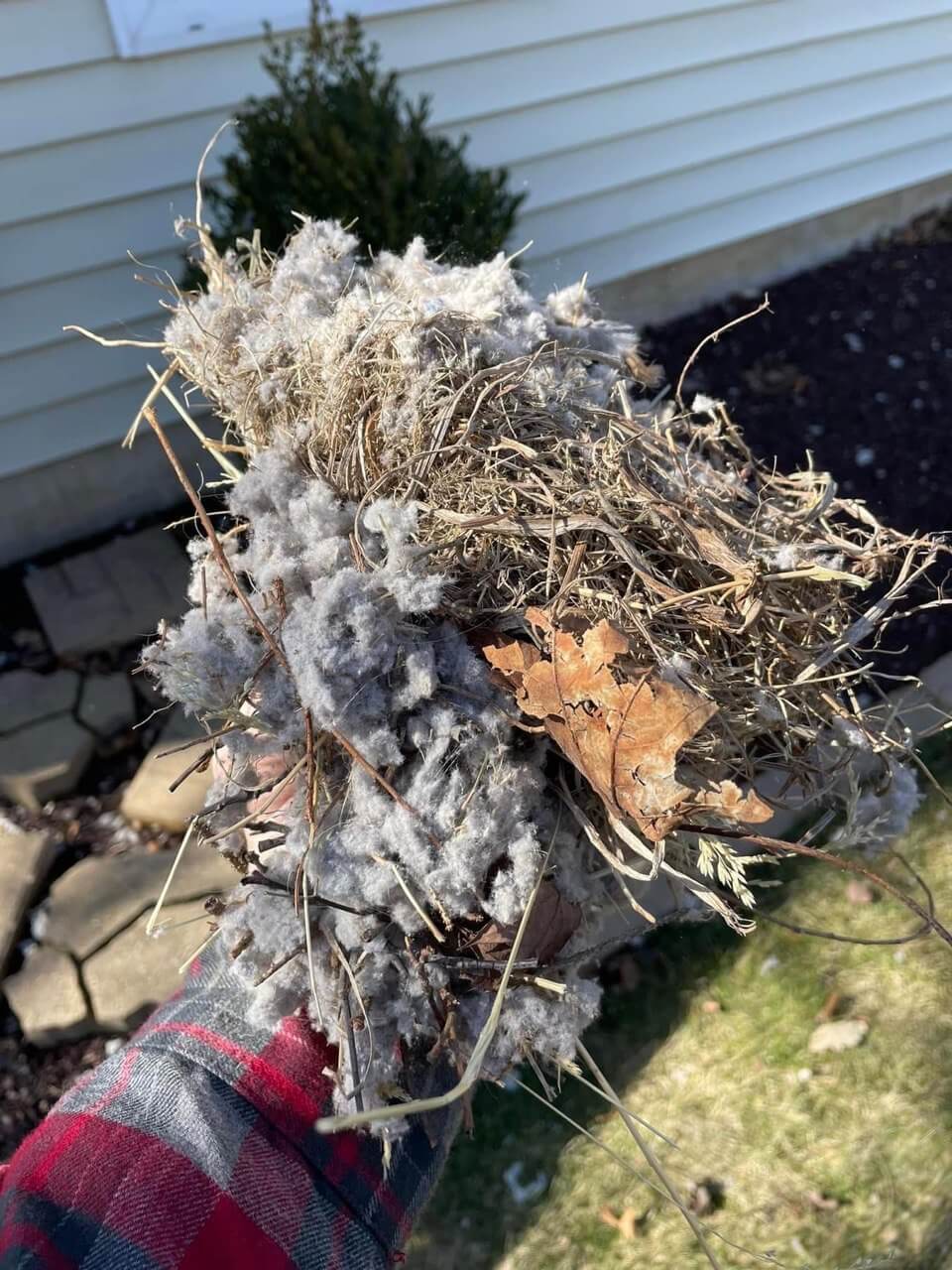 Bird nest removal